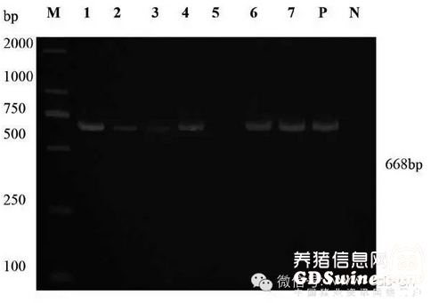 图2 腹泻仔猪肠样病原检测电泳图