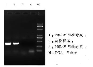 图9   组织样品的PCR检测