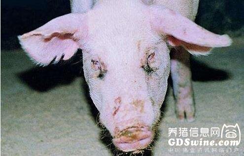 萎缩性鼻炎